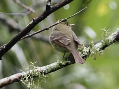 Empidonax flaviventris