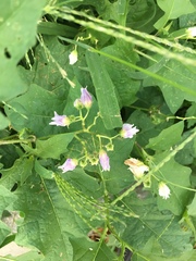 Solanum carolinense