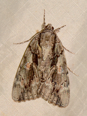 Catocala flebilis