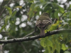 Empidonax flaviventris