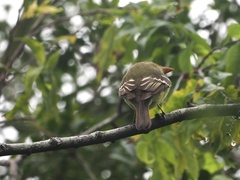 Empidonax flaviventris