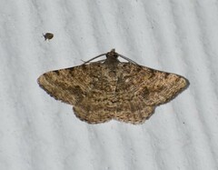 Frederickia s-signata