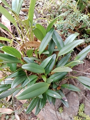 Orchidaceae