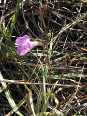 Agalinis gattingeri