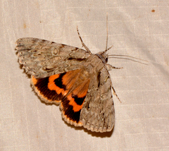 Catocala habilis