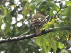 Empidonax flaviventris