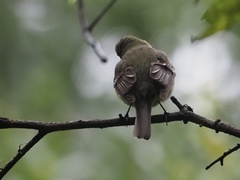 Empidonax flaviventris