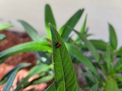 Attelabidae