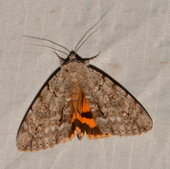 Catocala habilis