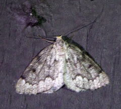 Nepytia canosaria
