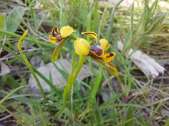 Diuris palustris