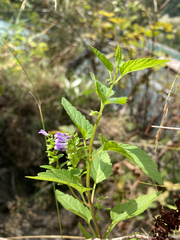 Scutellaria lateriflora