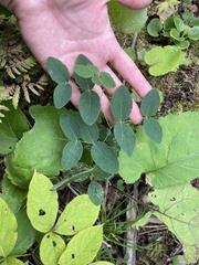 Lathyrus ochroleucus