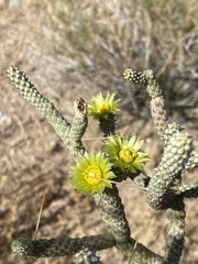 Cylindropuntia ramosissima