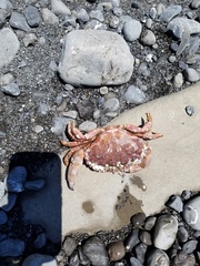 Romaleon antennarium