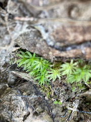 Atrichum undulatum