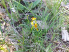 Diuris palustris