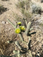Cylindropuntia ramosissima