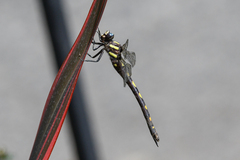 Cordulegaster dorsalis