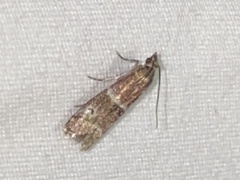 Moodna ostrinella