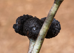 Apiomorpha strombylosa