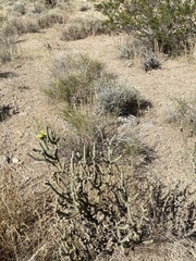 Cylindropuntia ramosissima