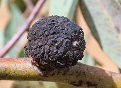 Apiomorpha strombylosa