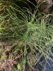 Equisetum pratense