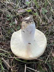 Russula compacta