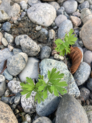 Dicentra formosa