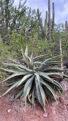 Agave aurea