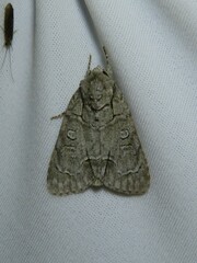 Acronicta radcliffei