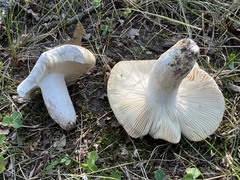 Russula compacta