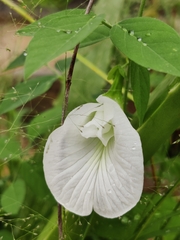 Clitoria ternatea