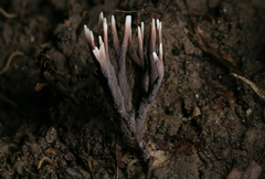 Thelephora anthocephala