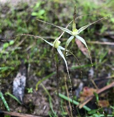Caladenia capillata