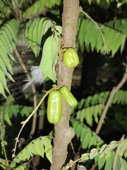 Averrhoa bilimbi