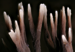 Thelephora anthocephala