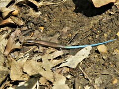 Plestiodon tetragrammus