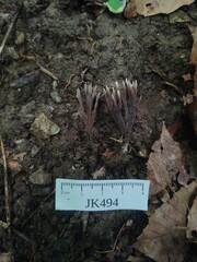 Thelephora anthocephala