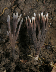 Thelephora anthocephala
