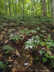 Thelephora anthocephala