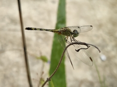 Diplacodes trivialis