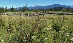 Sidalcea hendersonii