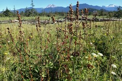 Sidalcea hendersonii