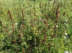 Sidalcea hendersonii
