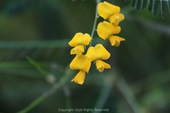 Sesbania cannabina