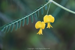 Sesbania cannabina