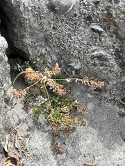 Lysimachia mauritiana