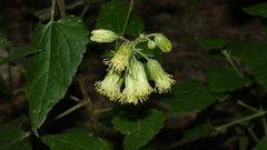 Brickellia grandiflora